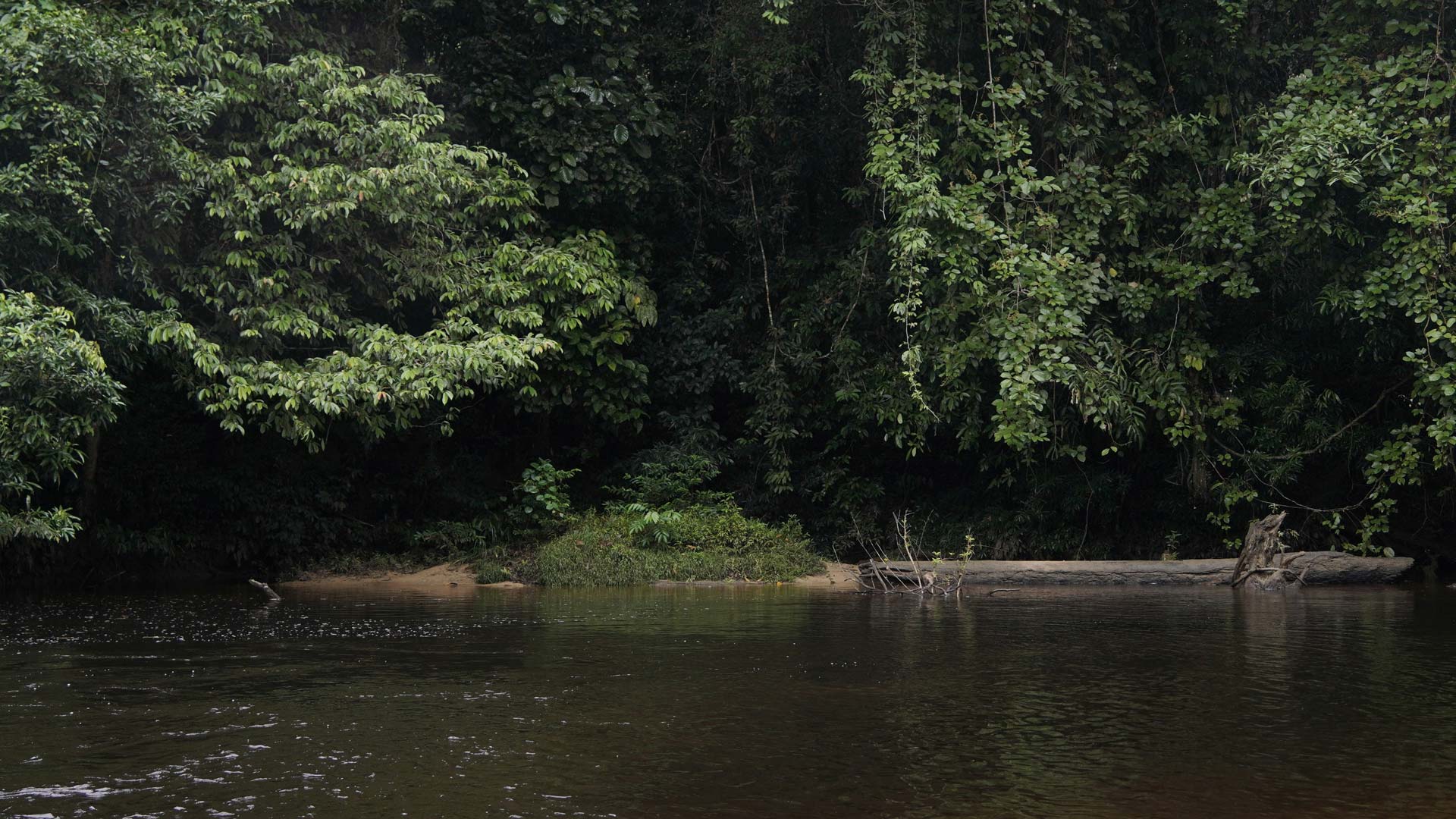 Forêt luxuriante et rivière sauvage sur la Leyre, surnommée la Petite Amazonie du Bassin d'Arcachon, idéale pour une balade en bateau nature
